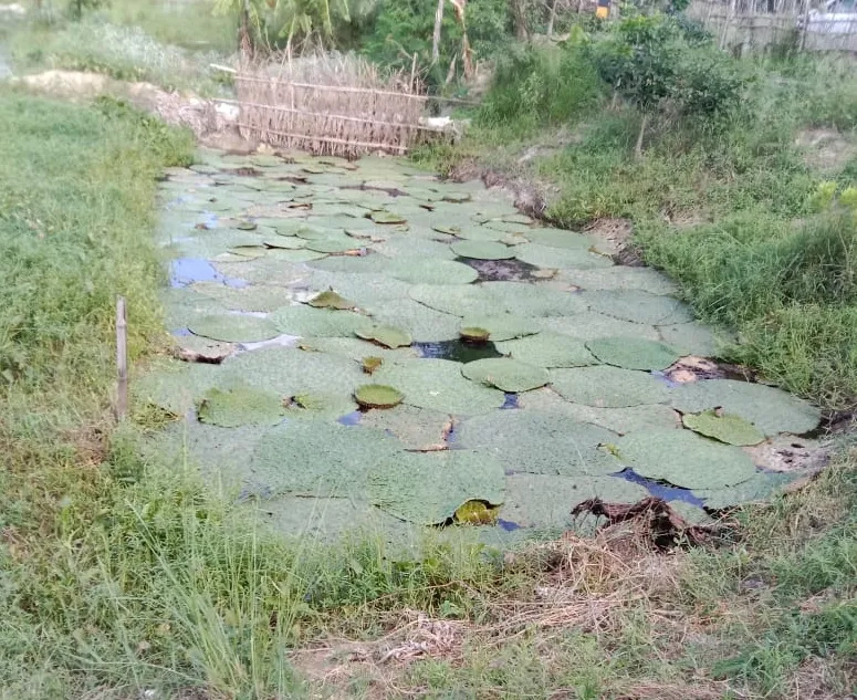 हह