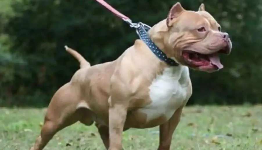 मेरठ: भाभी के ऊपर देवर ने हमला करने के लिए छोड़ा पिटबुल, पीड़िता ने नगर निगम से की ये अपील