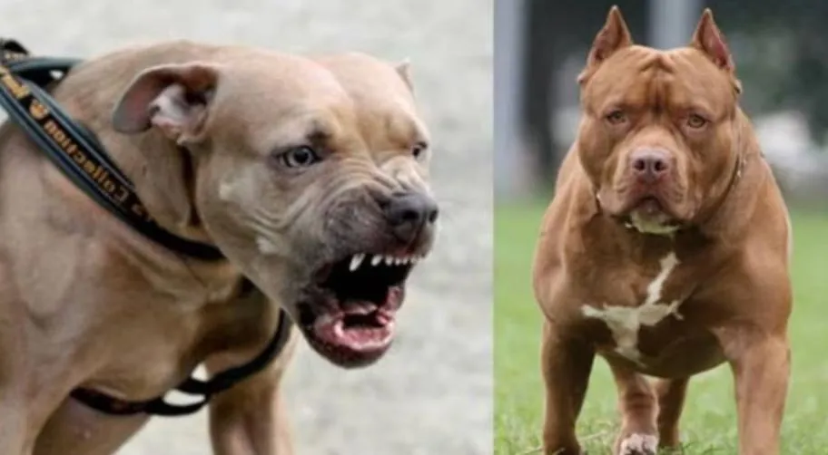 Bareilly News: शहर में बिना रजिस्ट्रेशन के पाले जा रहे पिटबुल डॉग