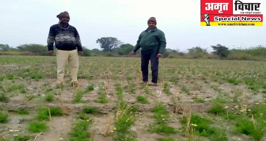 चाय में स्वाद और इत्र में महक घोलेगी कासगंज की कैमोमाइल फसल, औषधि गुणों से है भरपूर