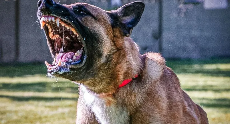 संभल: कुत्तों के झुंड ने मासूम बच्चे पर किया हमला, नोंच-नोंचकर मार डाला