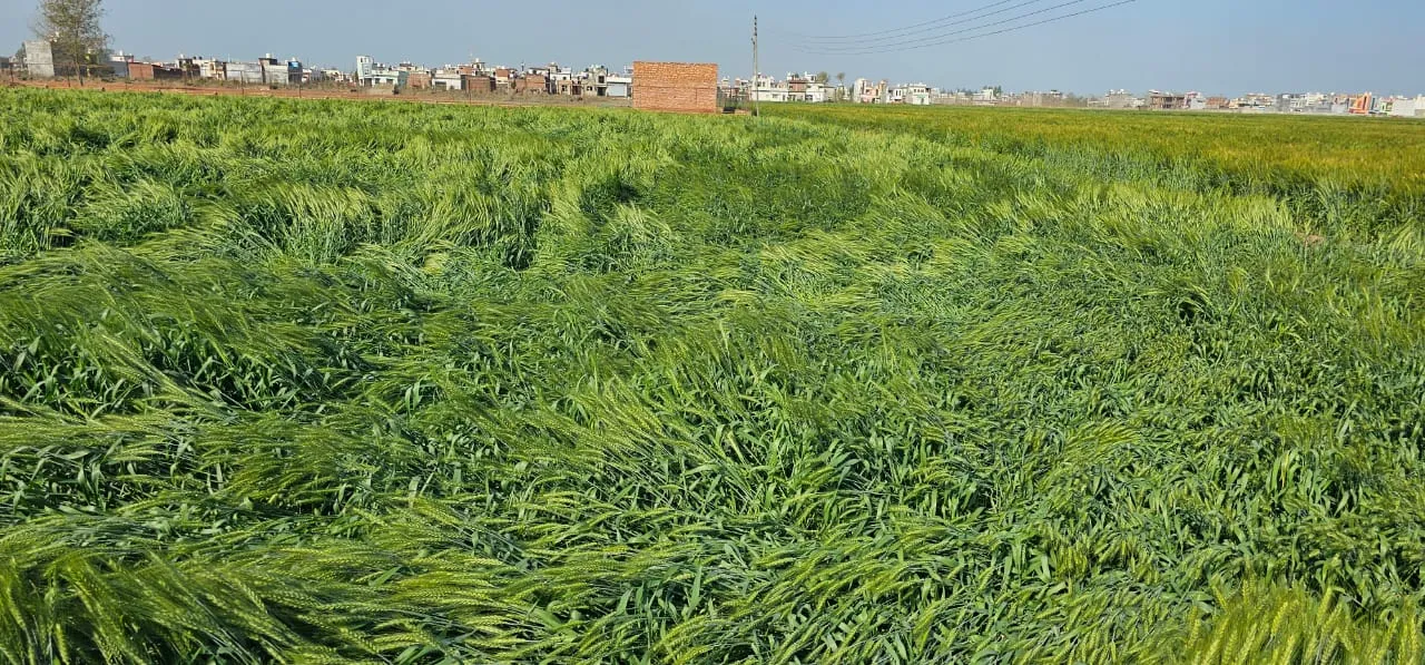 रुद्रपुर: बारिश से तराई में 15 से 20 फीसदी गेहूं के नुकसान का अनुमान