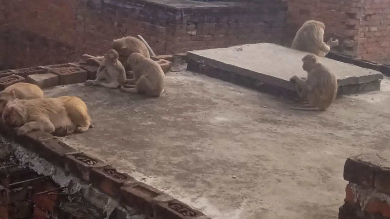 अयोध्या: बंदरों का आतंक, तीन दिनों में दस से अधिक लोगों को काटा, सब्जी किसानों को भी भारी नुकसान