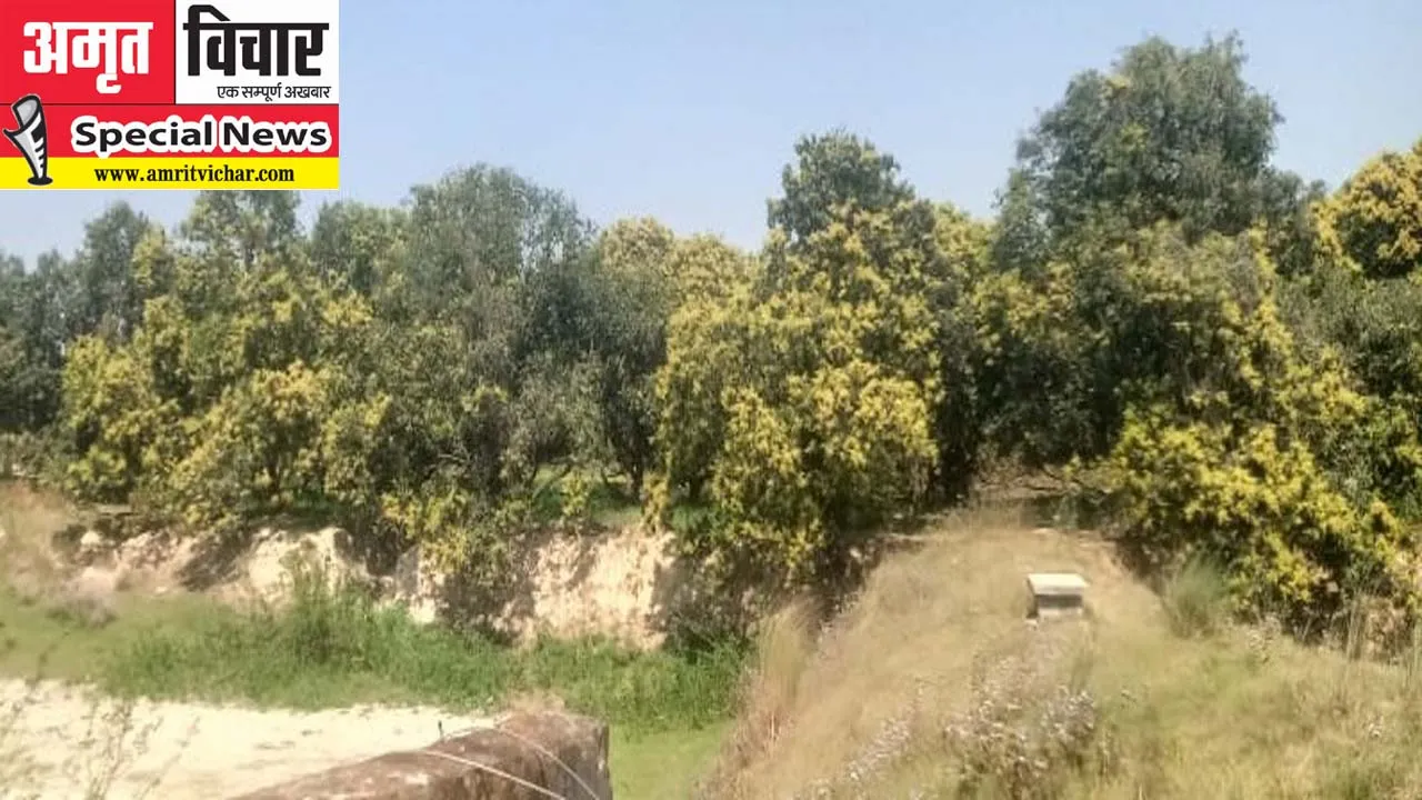 अयोध्या: अमराई की खुशबू से महकने लगी मैंगो बेल्ट, इस बार खूब पैदावार के आसार, लेकिन है एक समस्या, जानिए क्या? 