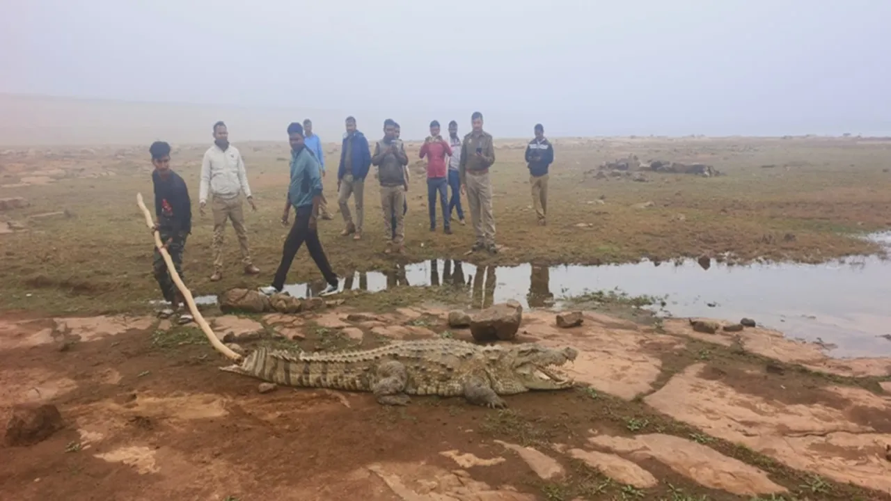 मीरजापुर: भटवारी गांव में दिखा दस फीट का मगरमच्छ, वन विभाग ने पकड़कर जलाशय में छोड़ा 