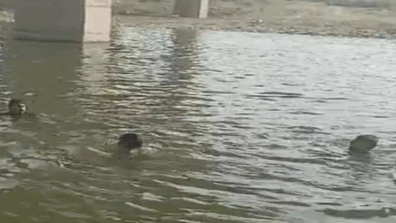 प्रयागराज: दो दिन बाद यमुना नदी में मिला लापता डॉक्टर का शव, केक के डिब्बे पर लिखा मिला सुसाइड नोट 