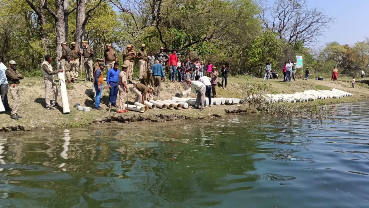 बहराइच: गेरुआ नदी में छोड़े गए कुकरैल से आए 150 घड़ियाल,करते दिखे मस्ती  