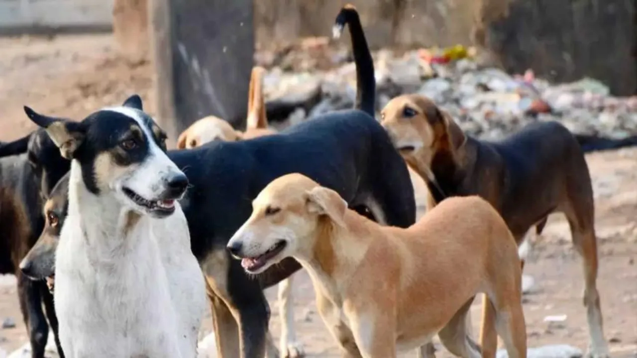 लखनऊ: वेतन मांगने पर ड्राइवर को कुत्ते से कटवाया, तमंचा तानने का आरोप-FIR दर्ज   