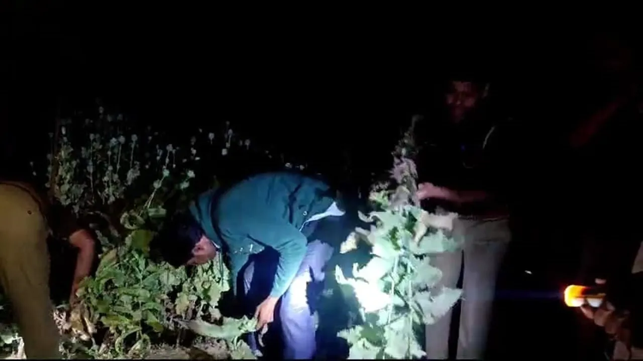 प्रयागराज: हंडिया के बाद अब घूरपुर में अफीम की खेती करने वाले दो अभियुक्त गिरफ्तार