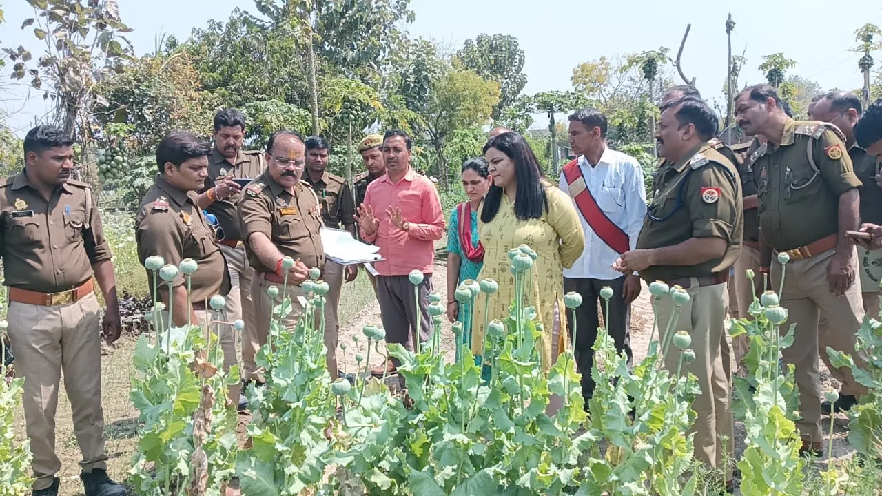 प्रयागराज पुलिस ने अफीम की अवैध खेती की किया खुलासा, उखड़वाए 950 पौधे 