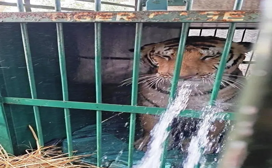 पीलीभीत: बांस के पेड़ों के बीच बैठा रहा बाघ, छह घंटे बाद ट्रेंकुलाइज कर पिंजड़े में किया कैद