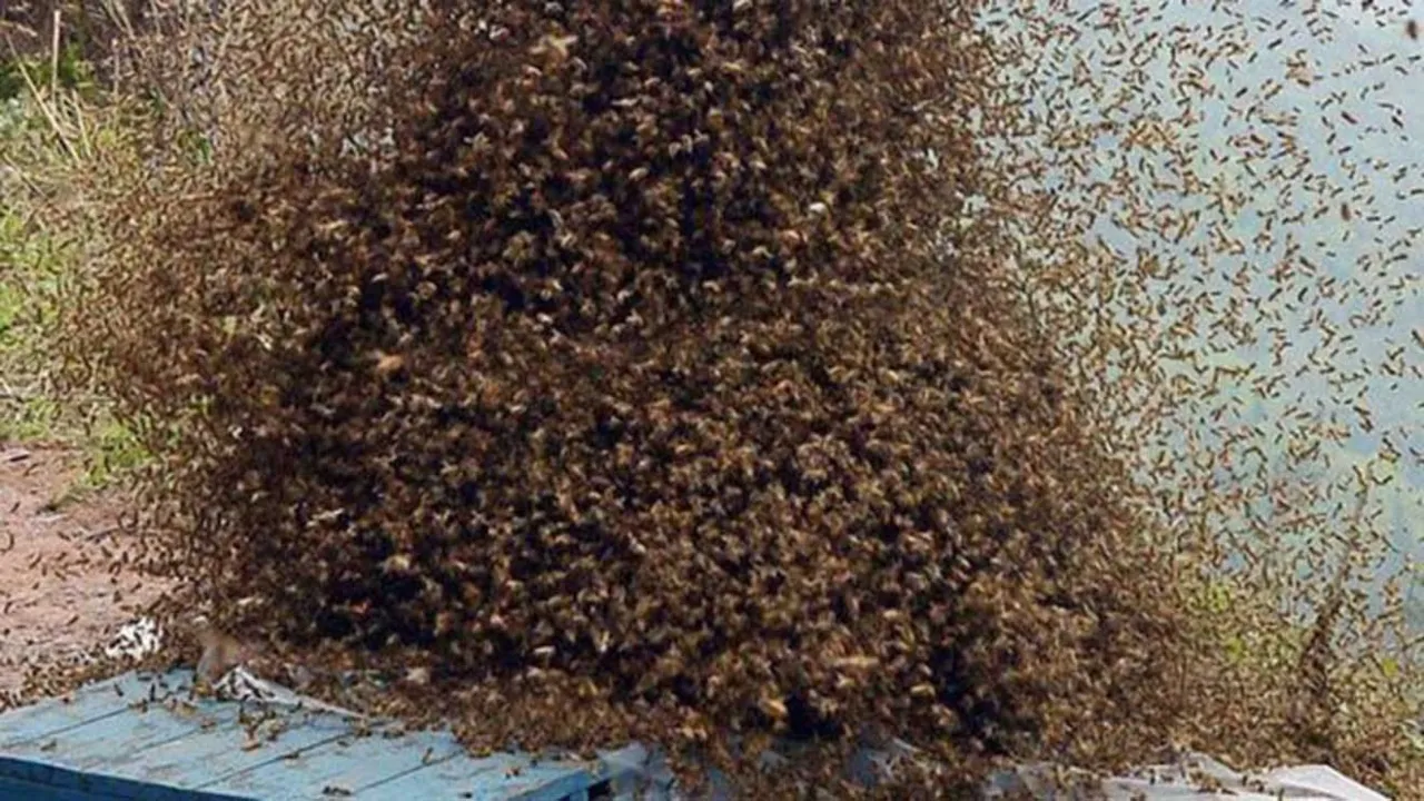 गोंडा: मधुमक्खियों के हमले में वृद्ध की गई जान, पहले भी हुए हैं ऐसे हादसे 