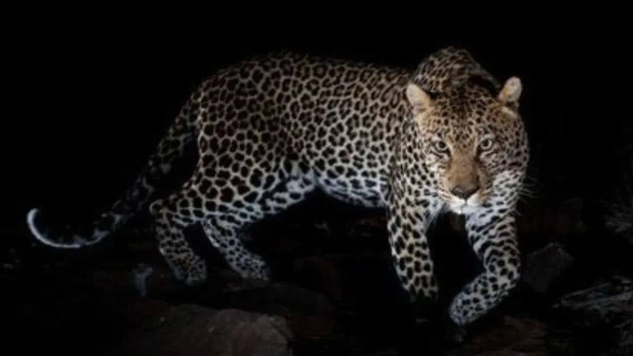 बहराइच में खेत जा रही महिला पर तेंदुए ने किया हमला, घायल 