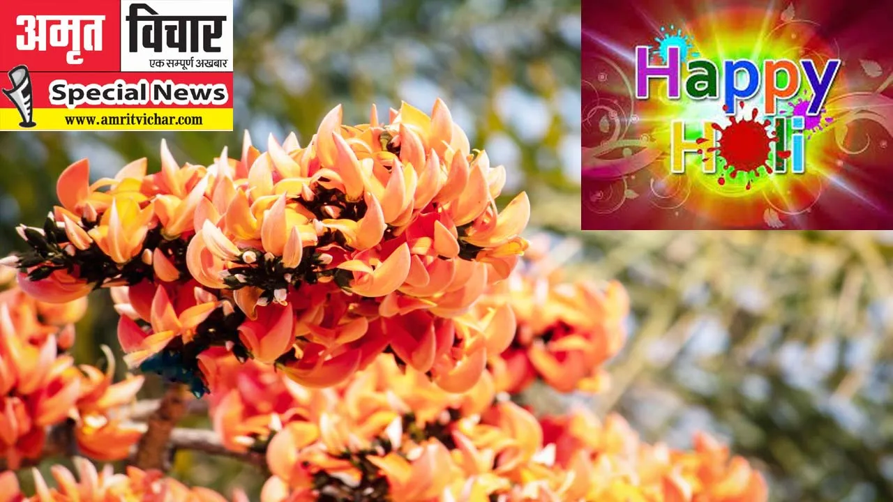 HOLI SPECIAL: किस्से-कहानियों तक सिमटी टेसू के फूलों के रंगों की होली, युवा पीढ़ी है इसके फायदों से अंजान!, पढ़िये रोचक STORY!