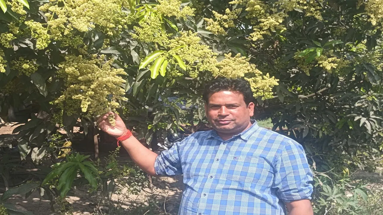 अमेठी: आम के पेड़ों पर लहलहाने लगा बौर, अगर सब कुछ ठीक रहा तो इस बार 'धमाल' मचाएगा 'फलों का राजा'