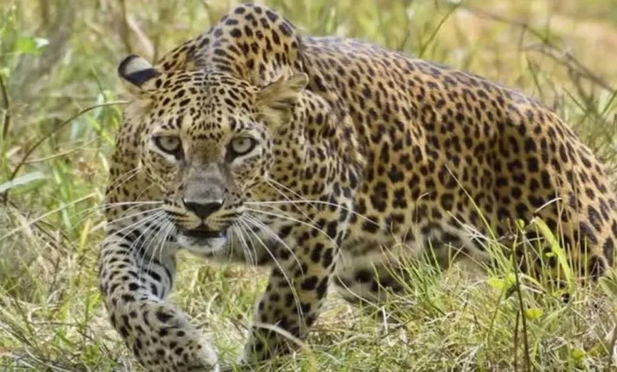 लखीमपुर-खीरी: खेतों में काम कर रहे मजदूरों पर तेंदुए ने किया हमला, तीन घायल