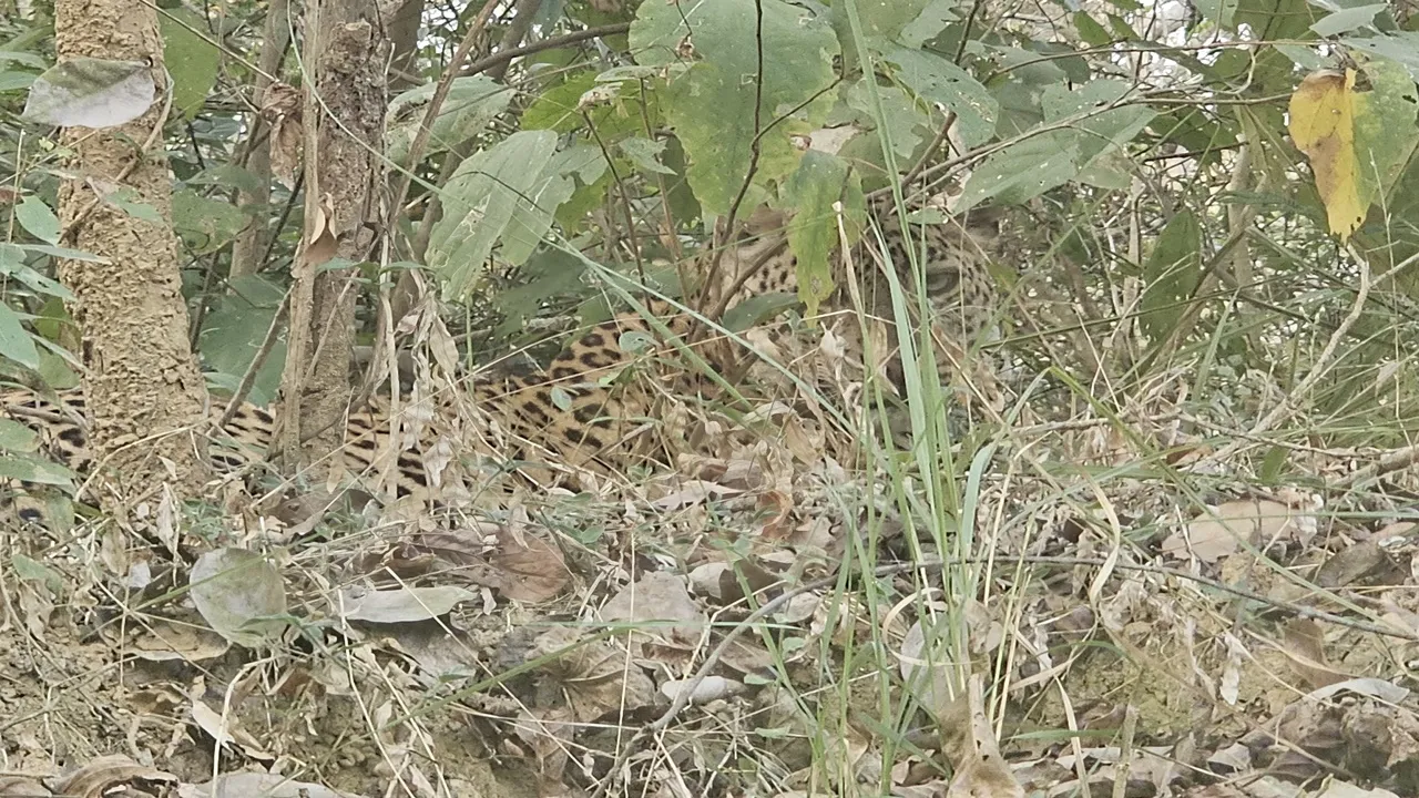 बहराइच: झाड़ियों में बैठा मिला तेंदुआ, सहमी डब्ल्यूटीआई टीम