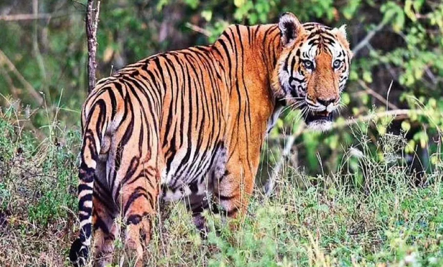 पीलीभीत: बाघ के हमले में चली गई एक और जान, ग्रामीण ने इलाज के दौरान दम तोड़ा