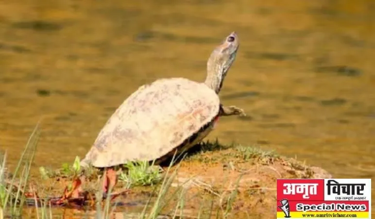 कासगंज में विकसित होने लगी कछुए की कॉलोनी, शुरू हुआ सर्वे 