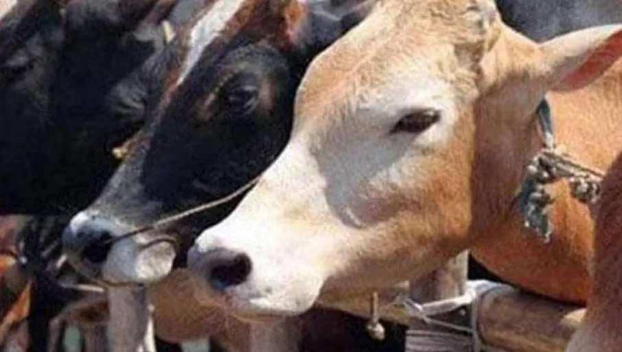 पीलीभीत: लापरवाही...बिना पोस्टमार्टम कराए ही दफना दिए गोवंश के शव, मौत की वजह भी नहीं जानी, जानिए पूरा मामला