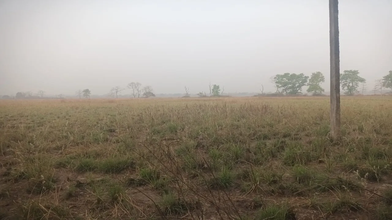 बहराइच के कतर्नियाघाट में सूखी ग्रास लैंड, कैसे जिन्दा रहेंगे शाकाहारी वन्यजीव