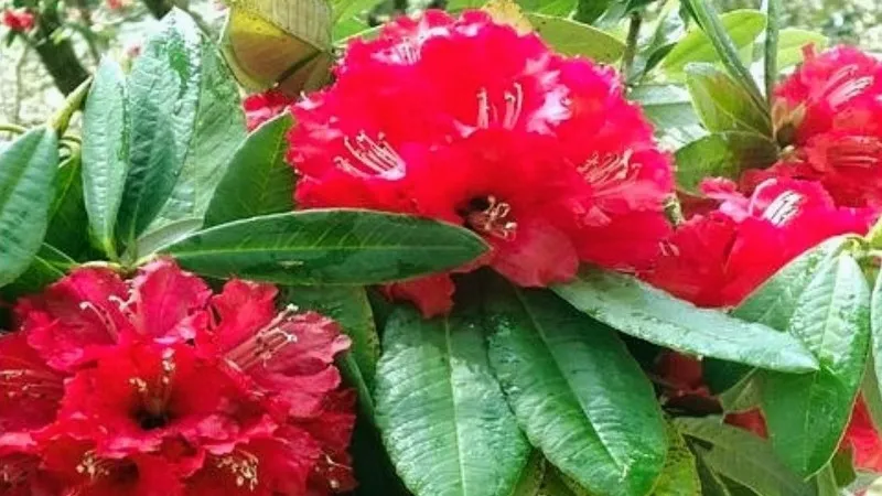 नैनीताल: बुरांश के फूल से तैयार नमक का विदेशों में जलवा