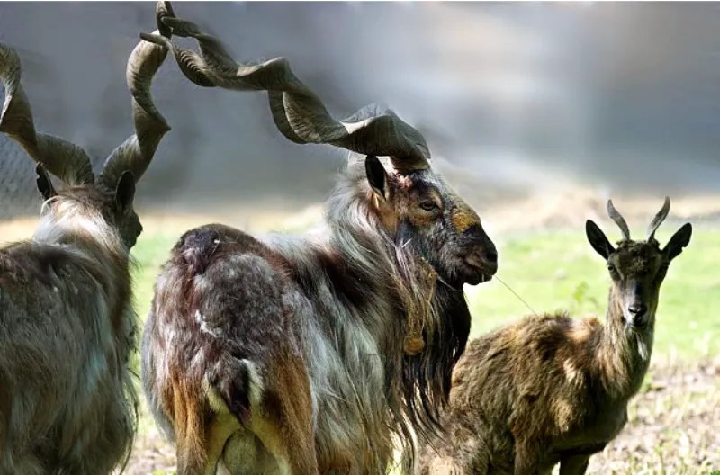 नैनीताल: पाकिस्तान का राष्ट्रीय पशु मारखोर बढ़ाएगा नैनीताल चिड़ियाघर की शान, किंग कोबरा को मार डालता है मारखोर
