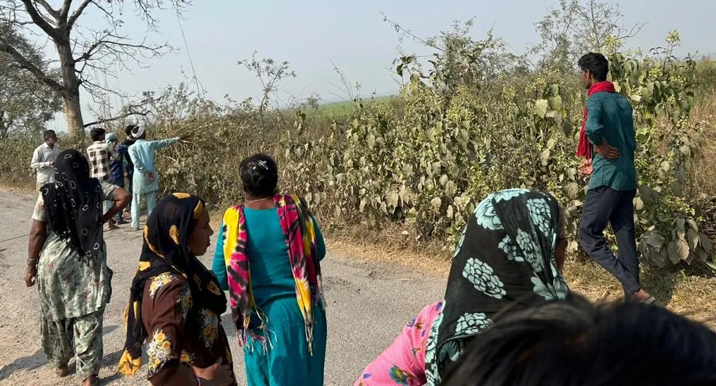 लखीमपुर खीरी: गन्ने के खेत खाली होते ही बढ़ गए बाघ के हमले, गांव में दहशत...वन विभाग बेबस