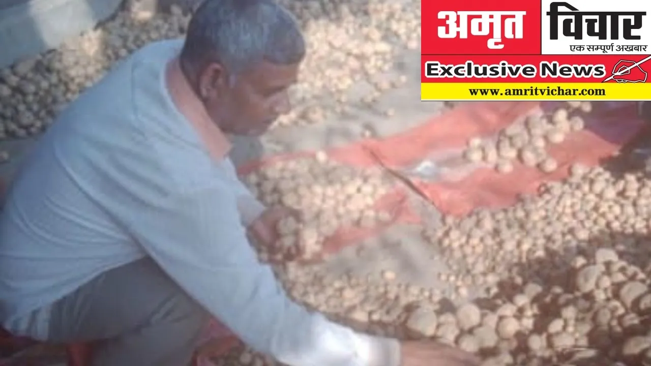Exclusive News: अरविंद ने विलुप्त होती फुलवा आलू की प्रजाति को ऐसे बचा...इतने हजार रुपये बीघा शुद्व लाभ भी उठाया