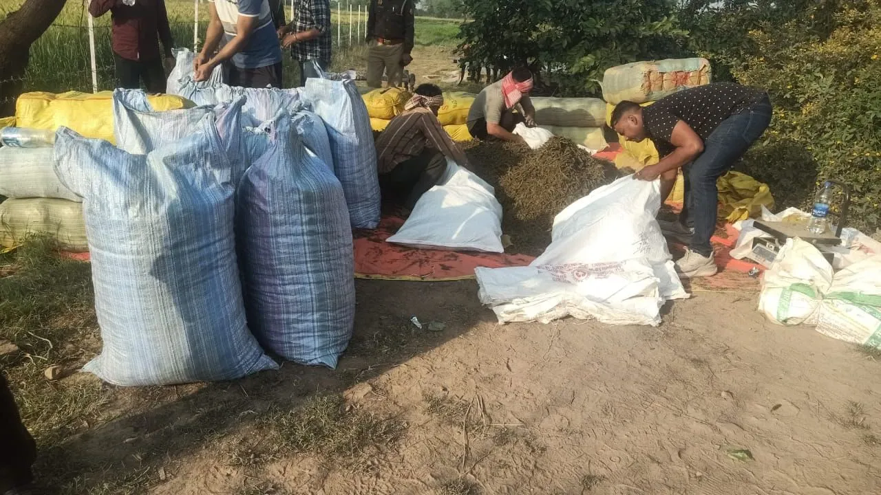 Hamirpur: झांसी से आई नारकोटिक्स टीम ने मारा छापा...भारी मांत्रा में गांजा बरामद, एक आरोपी गिरफ्तार, तीन फरार