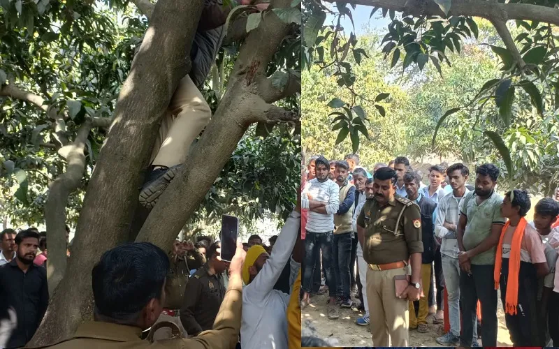 Amroha News : आम के पेड़ पर लटका मिला युवक का शव, जांच पड़ताल में जुटी पुलिस