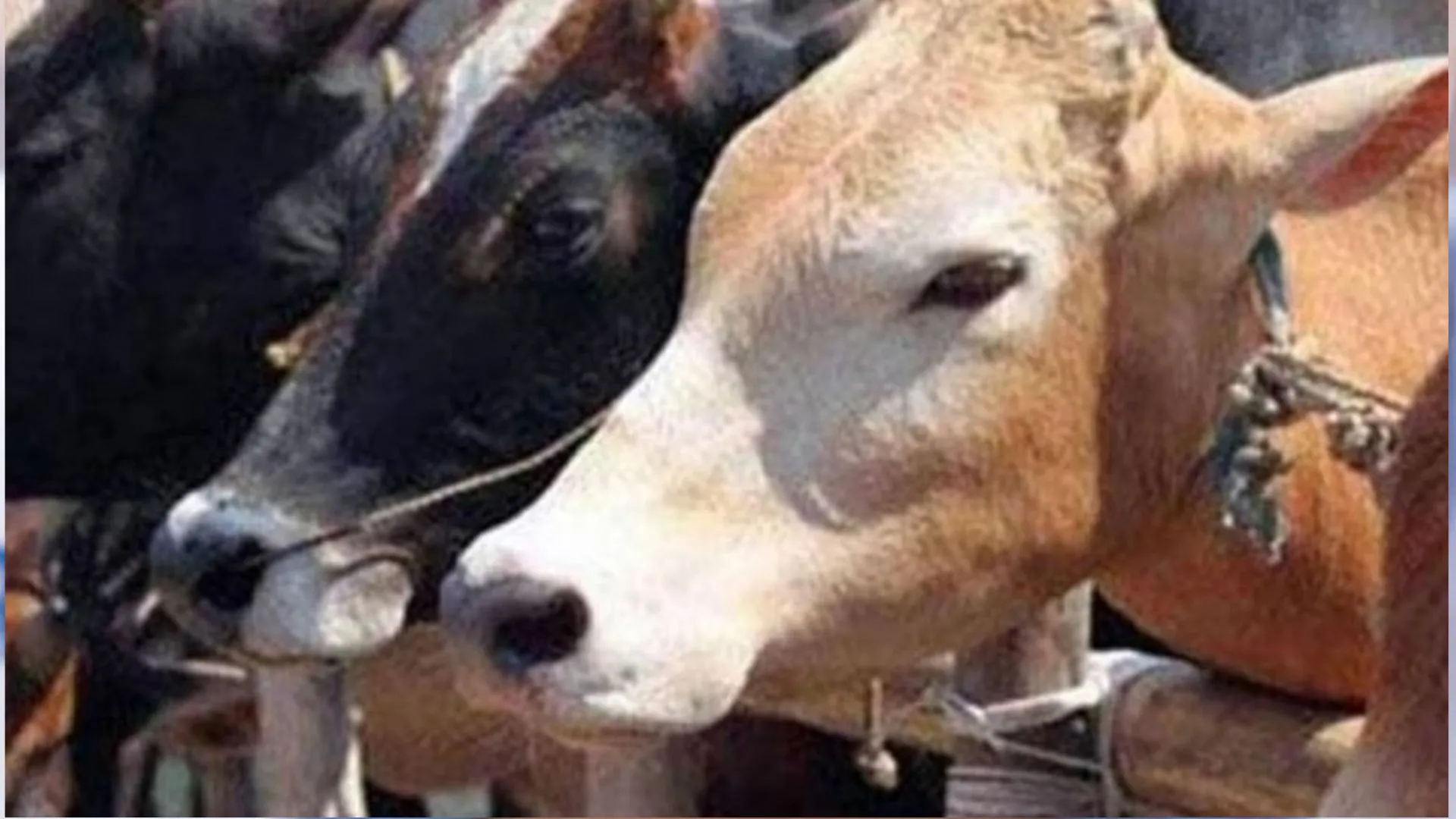 पीलीभीत: पहले मृत गोवंश का पोस्टमार्टम नहीं कराया, अब जांच रिपोर्ट में ढील