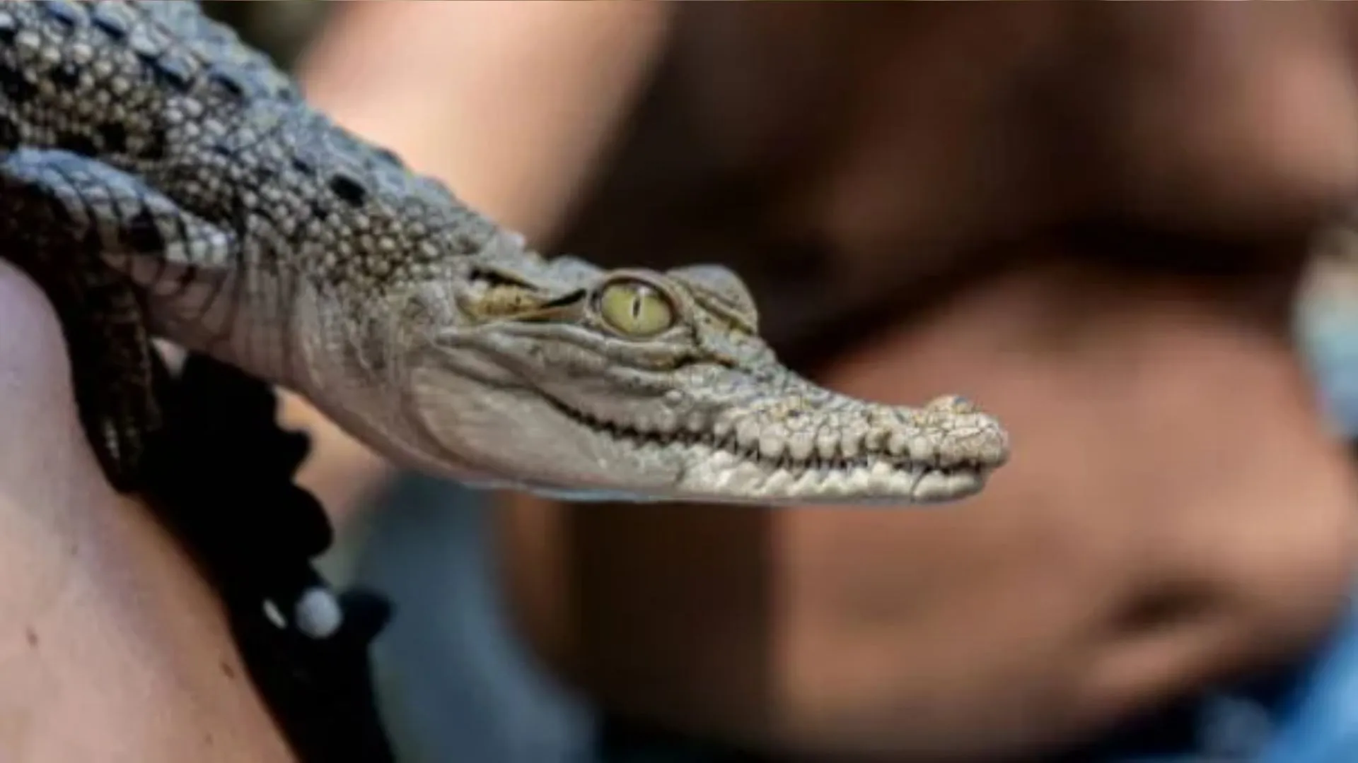 मेरठ: गंगा नदी में घड़ियाल के 75 बच्चे छोड़े गए, 20 दिनों तक होगी निगरानी 