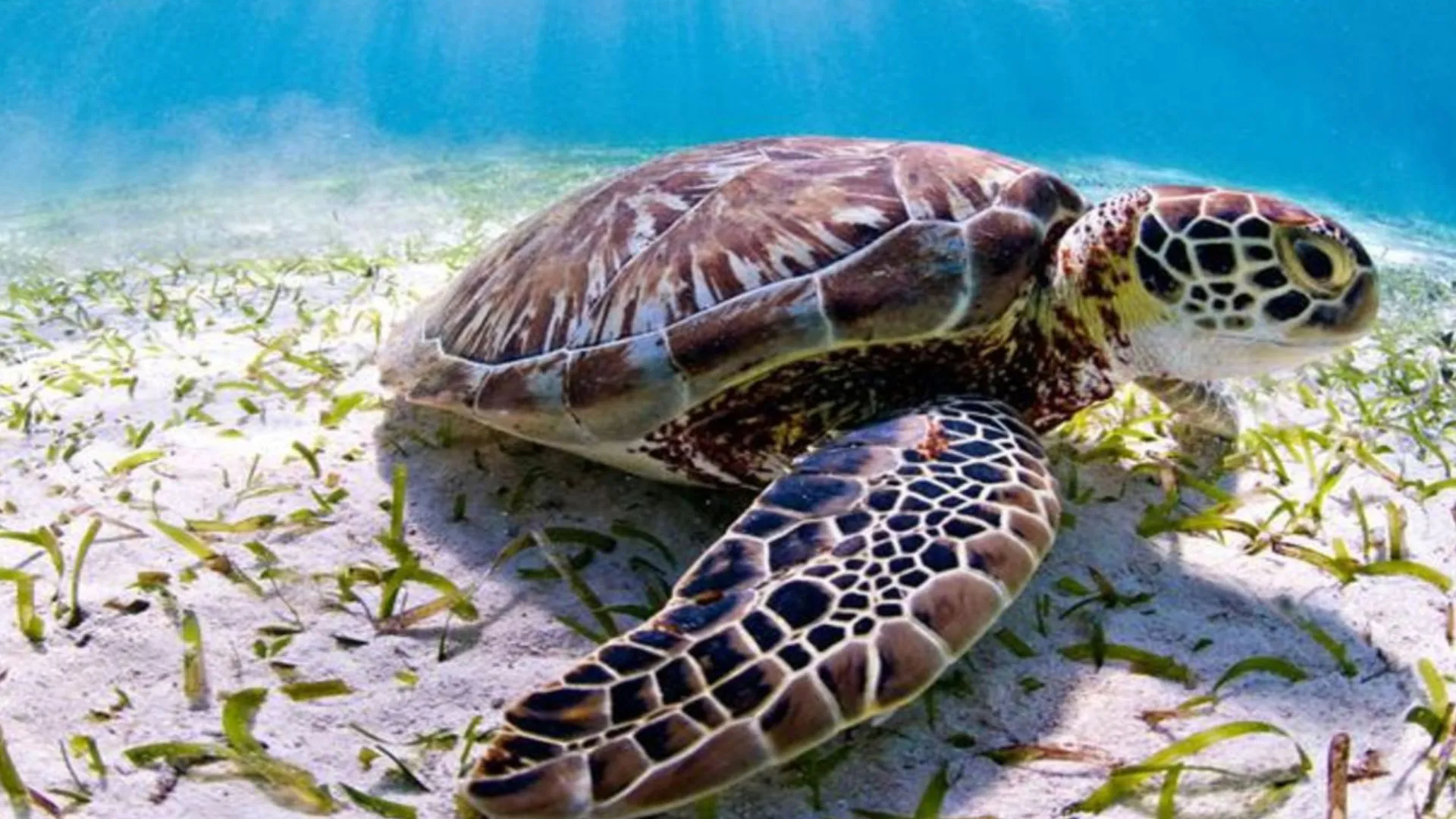 समुद्री कछुए का मांस खाने से नौ लोगों की मौत, 78 लोग अस्पताल में भर्ती 