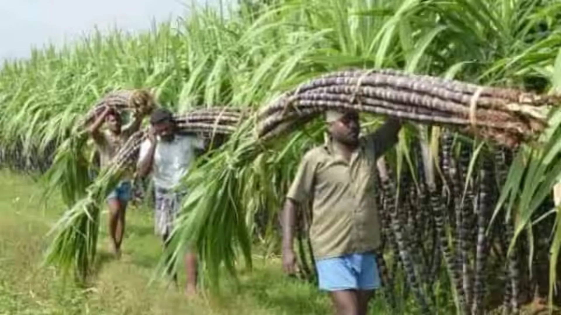 पीलीभीत: 150 हेक्टेयर में तैयार होगी गन्ना बीज की पौधशालाएं, किसानों को मिलेगी राहत