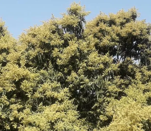 Unnao: …तो इस बार आम आदमी तक पहुंचेगा फलों का राजा, उद्यान निरीक्षक बोले- फिलहाल बागों में पर्याप्त मात्रा में दिख रहा बौर 