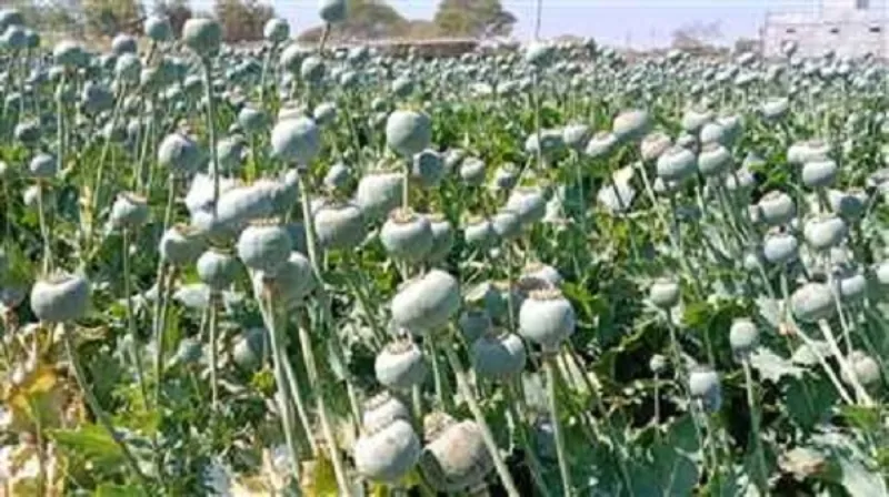 बाजपुर में गेहूं के खेत में लहलहाती मिली अफीम की खेती...किसान गिरफ्तार