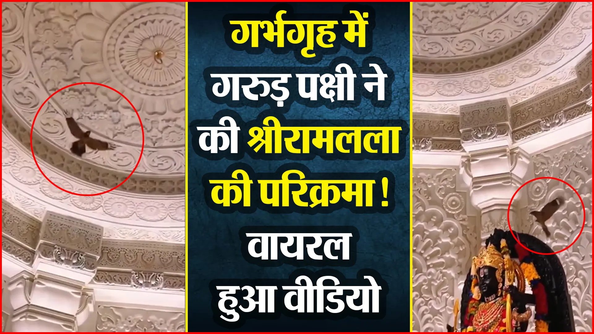 अयोध्या: गर्भगृह में गरुड़ पक्षी ने की श्रीरामलला की परिक्रमा! वायरल हुआ वीडियो