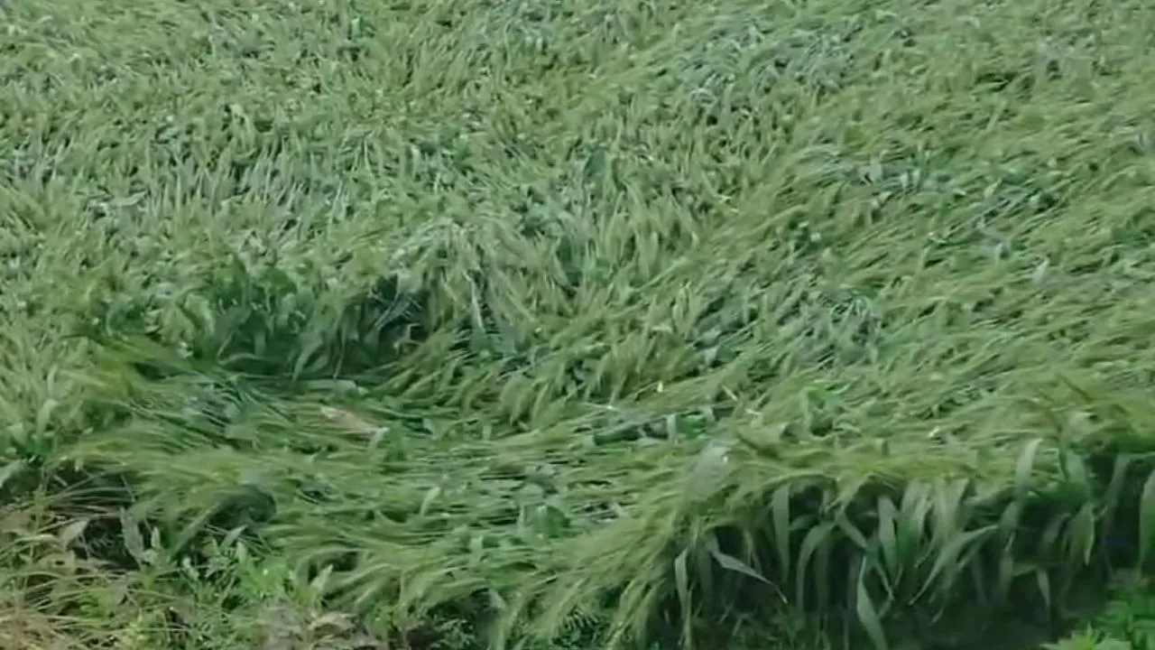 Farrukhabad News: ओले गिरने से गेंहू व सरसों की फसल नष्ट...किसानों के चेहरे पर छाई मायूसी