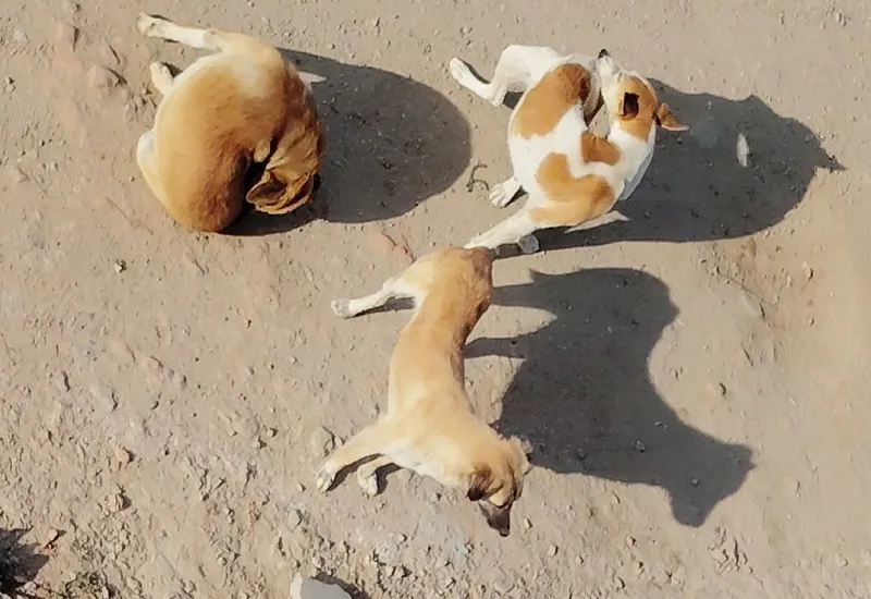 रामपुर : कुत्तों के डर से घरों से निकलने में घबरा रहे सांई विहार के लोग, जिम्मेदार बेखबर