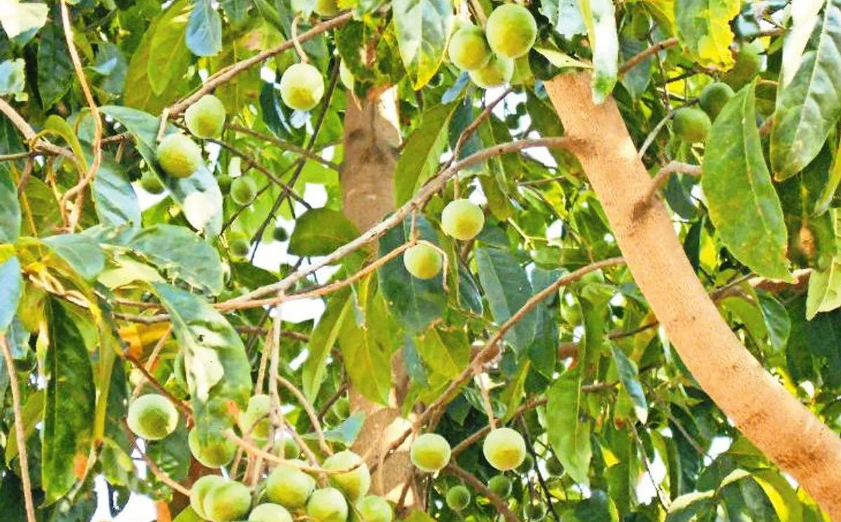 चंपावत: मां पूर्णागिरि धाम क्षेत्र में बनाई जा रही रुद्राक्ष वाटिका 