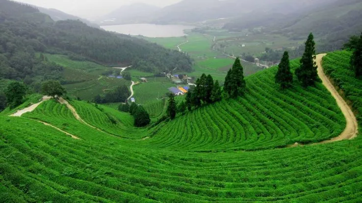 tea-garden-munnar