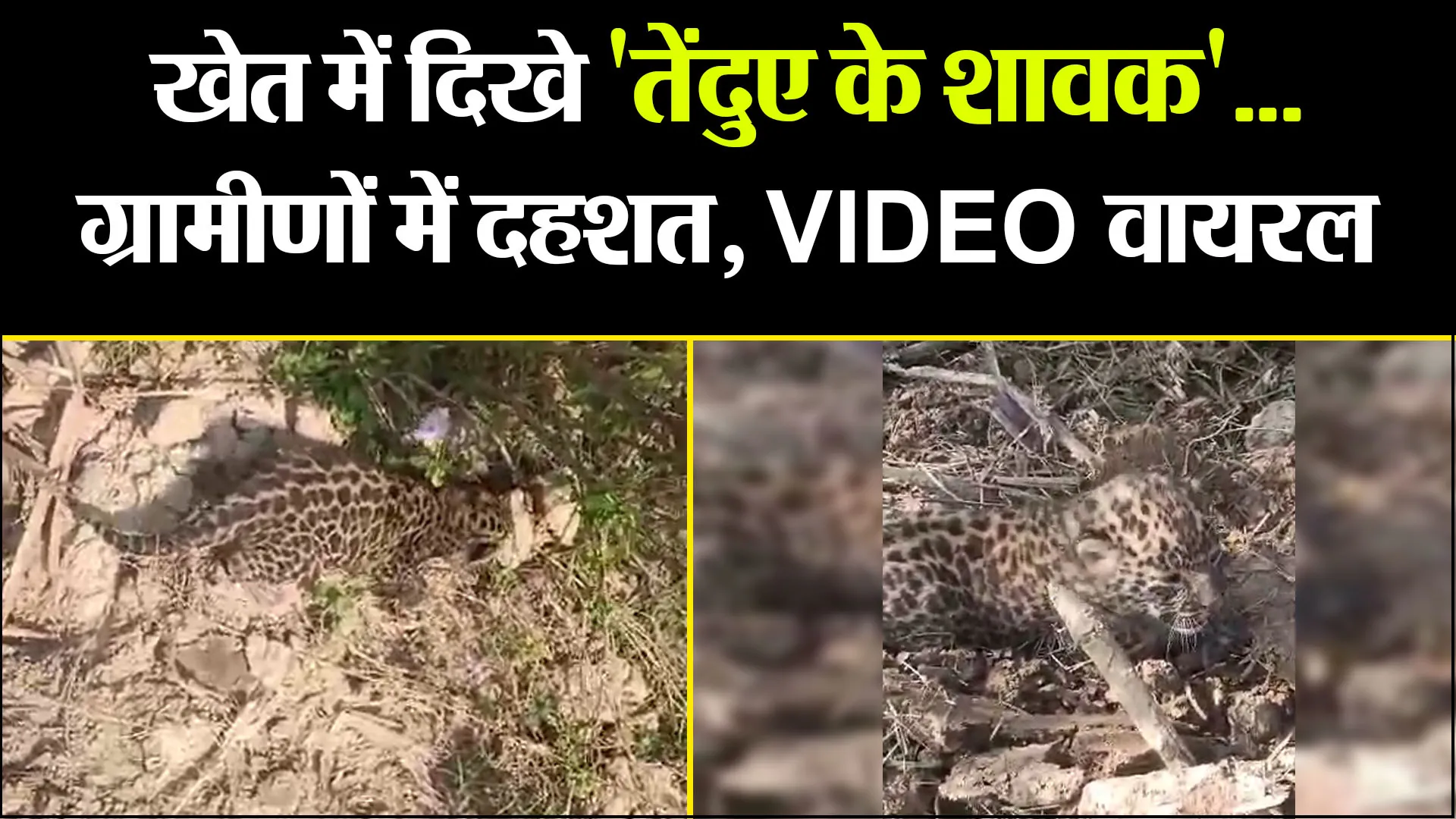 अमरोहा: खेत में दिखे 'तेंदुए के शावक'...ग्रामीणों में दहशत, VIDEO वायरल