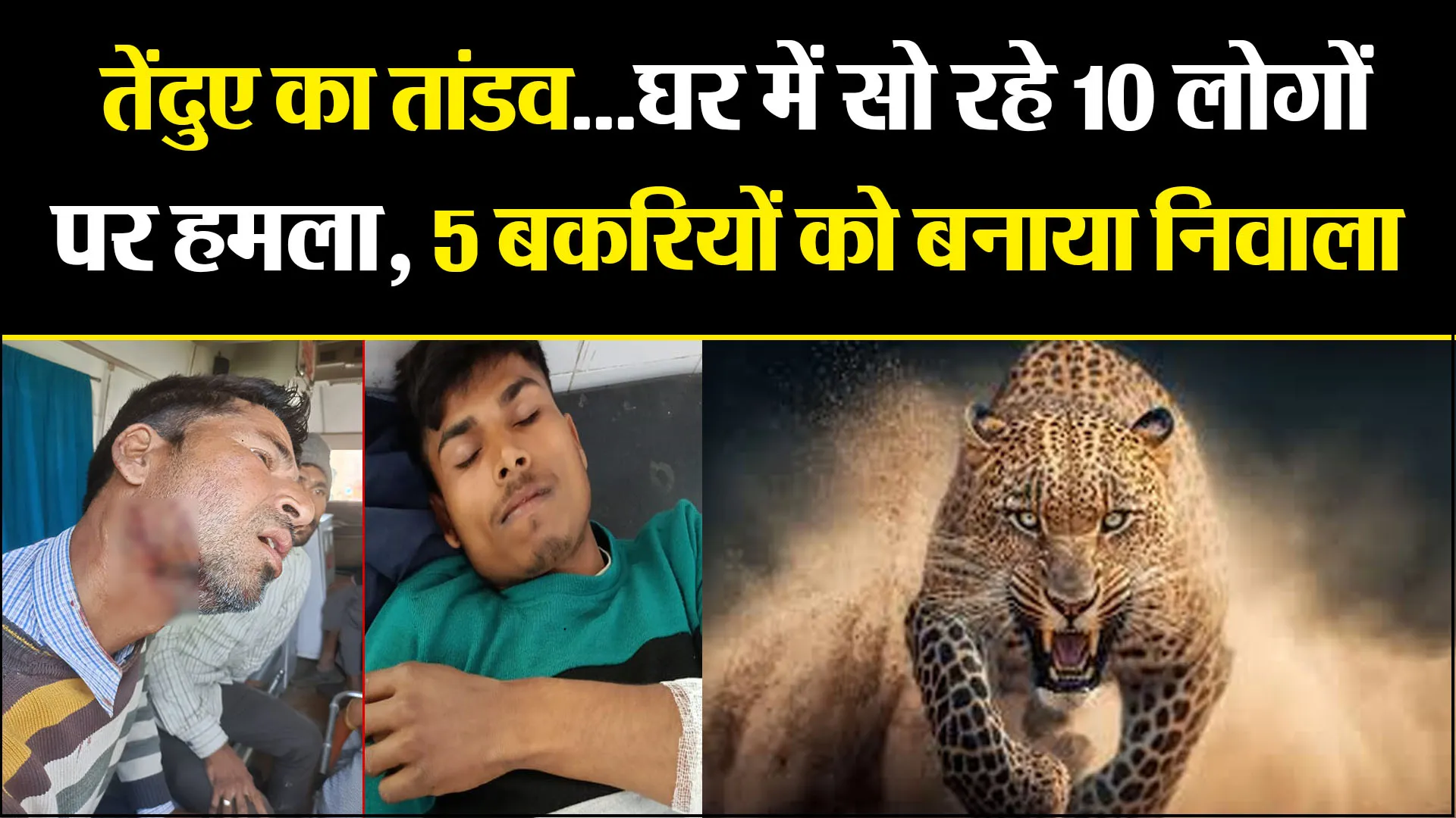 अमरोहा: तेंदुए का तांडव...घर में सो रहे 10 लोगों पर हमला, 5 बकरियों को बनाया निवाला
