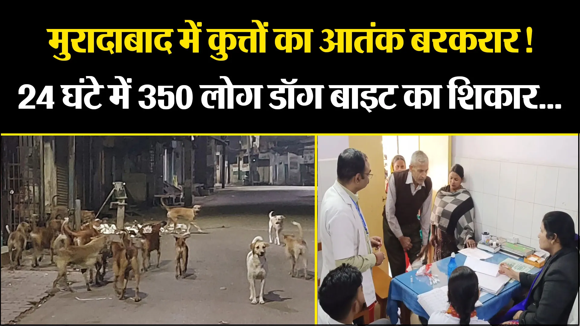 मुरादाबाद में कुत्तों का आतंक बरकरार! 24 घंटे में 350 लोग डॉग बाइट का शिकार... नगर निगम बेखबर