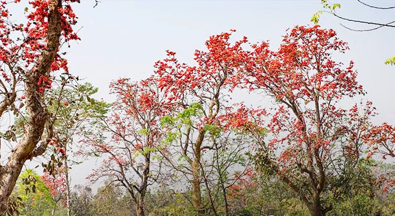 holi special: होली पर जिस पेड़ के फूल के लोग होते थे दीवाने, अब उसका जंगल पड़ा वीरान, खत्म हुए कद्रदान! 
