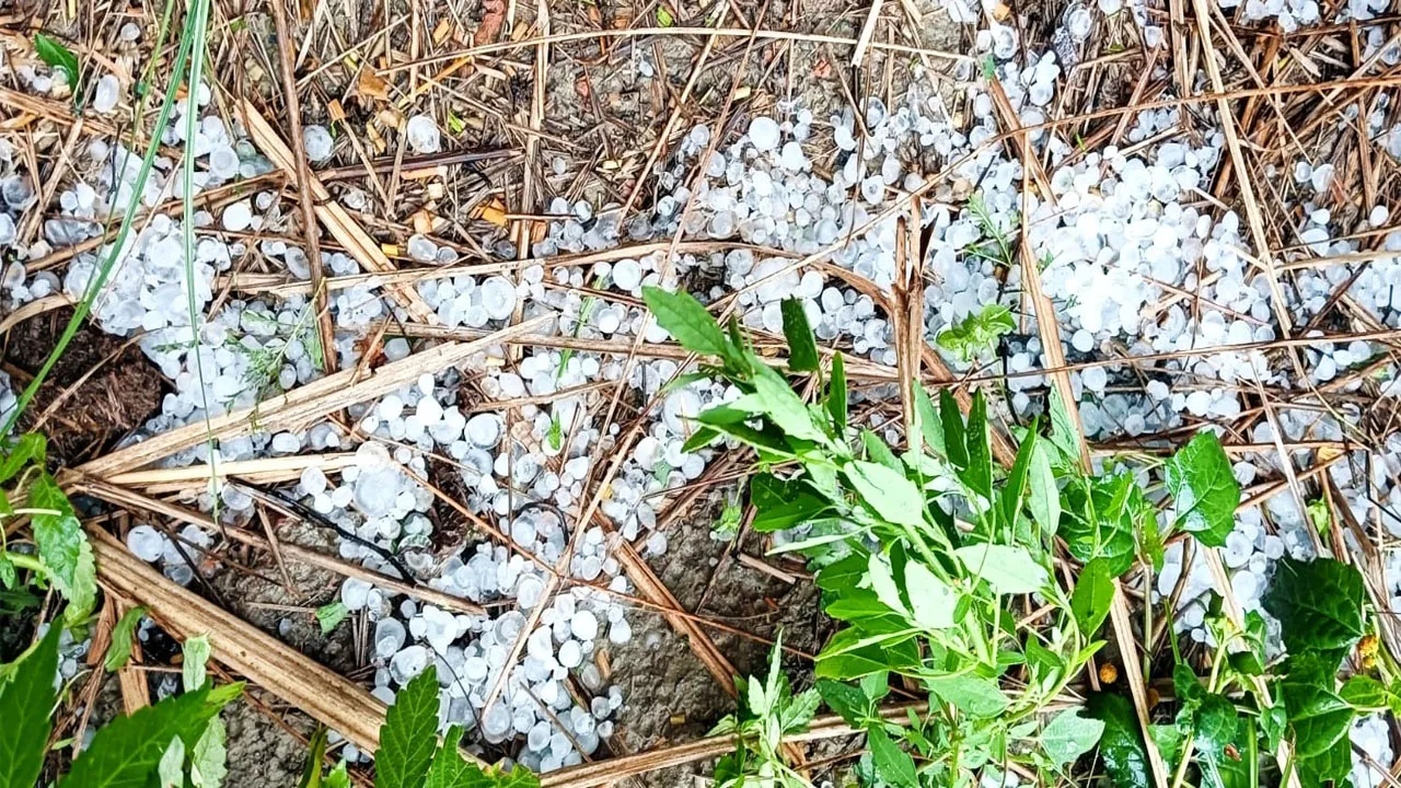 गोंडा: तेज हवाओं के साथ बारिश ने लिया विकराल रूप, ओलावृष्टि से सरसों की फसल हुई चौपट 