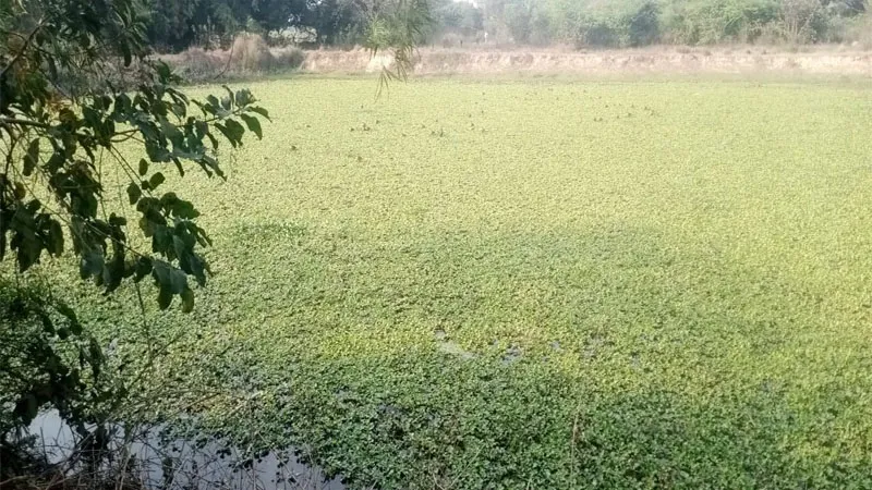 अयोध्या: आठ साल में भी परवान नहीं चढ़ी खेत-तालाब योजना, जिले के 11 ब्लाकों की 835 पंचायतों में मिले महज 350 तालाब