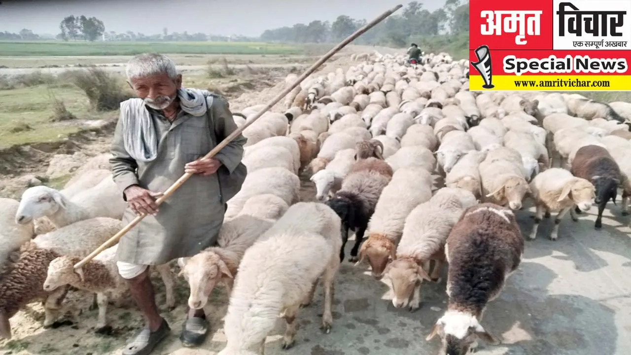 सुलतानपुर: जीवन में गर्माहट देने वाले भेड़ पालन व्यवसाय से पाल समाज का हो रहा मोह भंग, जानिए क्यों कर रहे किनारा?