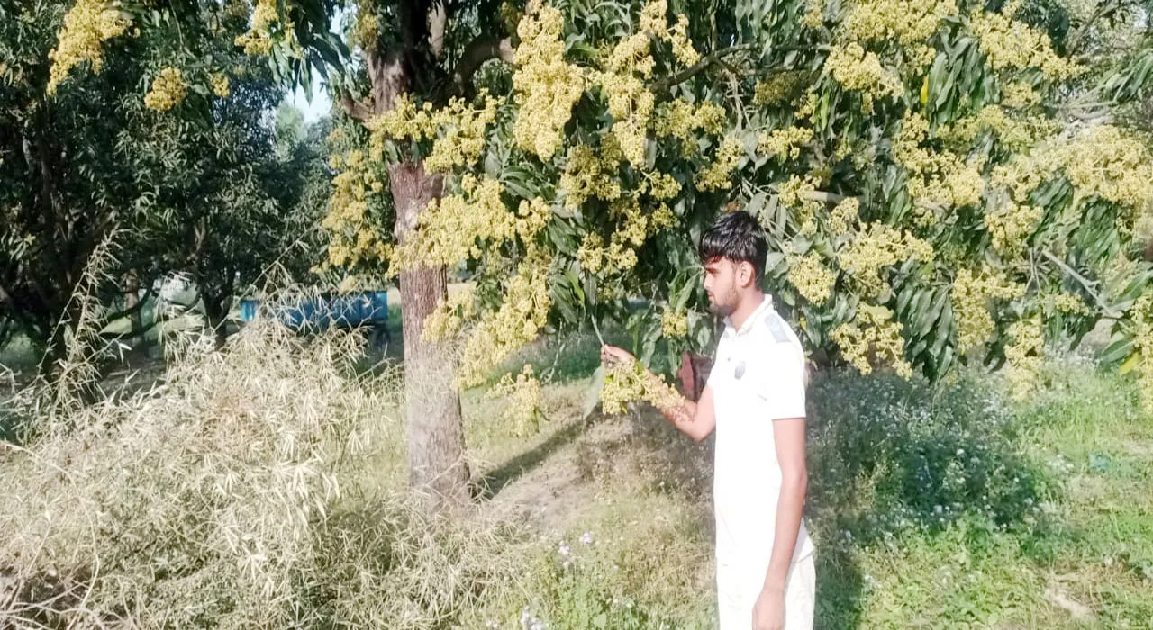 सुलतानपुर: अमराई से उठने वाली सुगंध से आम बागवानों की बढ़ीं उम्मीदें, बोले- मौसम ने साथ दिया तो इस बार होगी बंपर पैदावार!